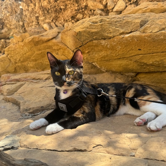 Meet your Posher, Kasey - Picture 4 of 12